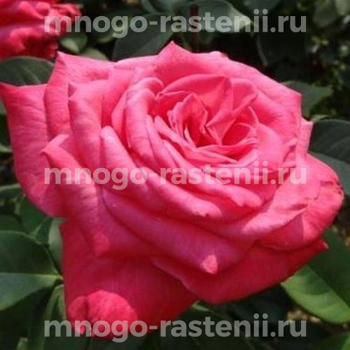 Роза чайно-гибридная Лолита Лемпика на штамбе