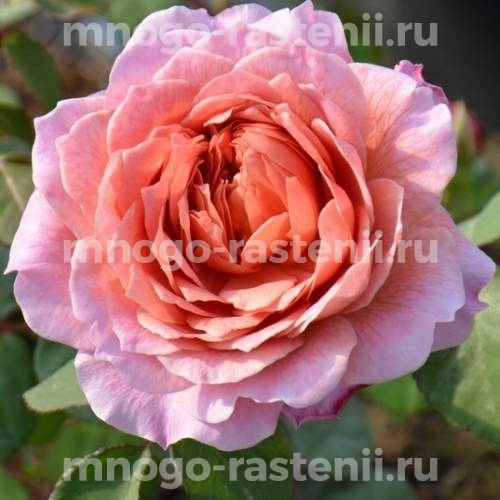 Роза Айсфогель (Rosa Eisvogel)