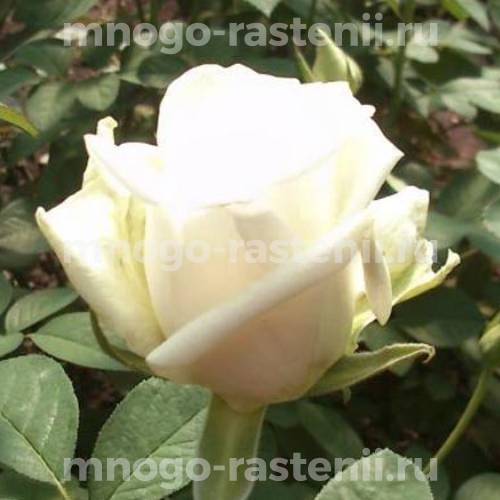 Роза Бьянка (Rosa Bianca)