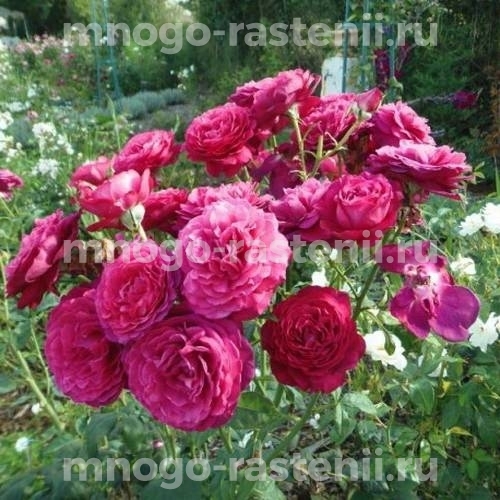 Роза чайно-гибридная Иоганн Вольфганг фон Гете на штамбе