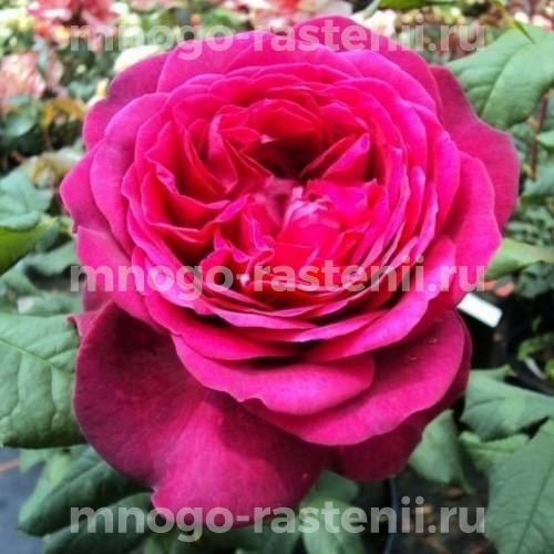 Роза чайно-гибридная Иоганн Вольфганг фон Гете на штамбе
