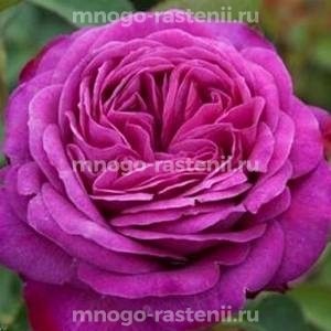 Роза Иоганн Вольфганг фон Гете (Rosa Johann Wolfgang von Goethe)