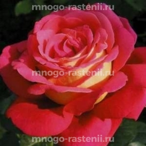 Роза штамбовая Кроненбург (Rosa Kronenbourg)