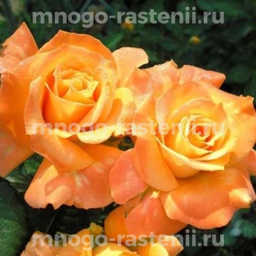 Роза штамбовая Флора Даника (Rosa Flora Danica)