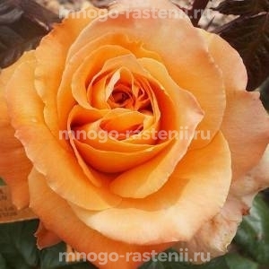 Роза штамбовая Флора Даника (Rosa Flora Danica)