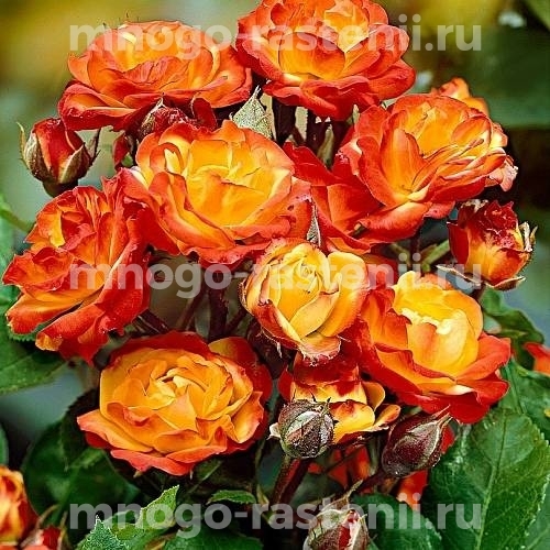 Роза штамбовая Румба (Rosa  Rumba)