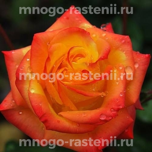 Роза флорибунда Румба на штамбе