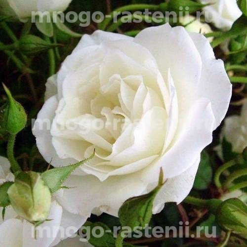 Роза штамбовая Шнеевитхен (Rosa  Schneewittchen)