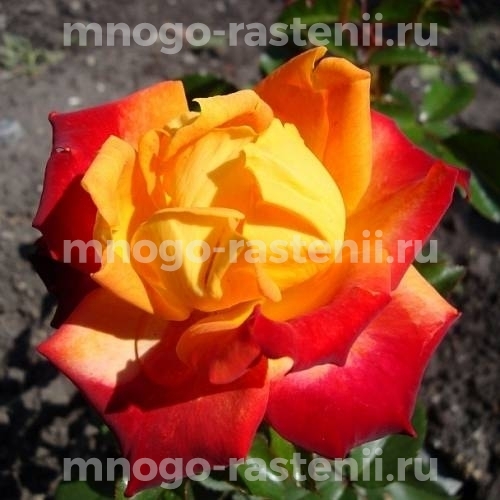Роза штамбовая Алинка (Rosa Alinka)