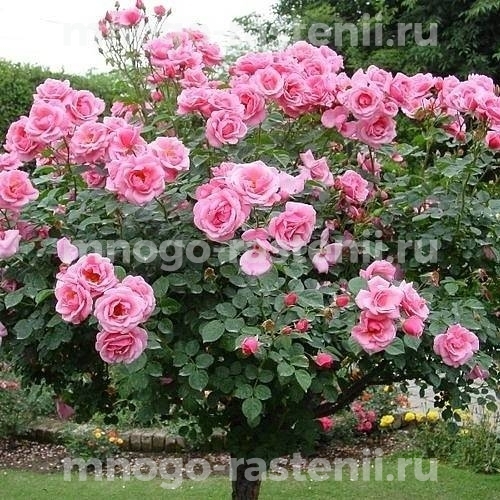 Роза штамбовая Боника (Rosa Bonica)