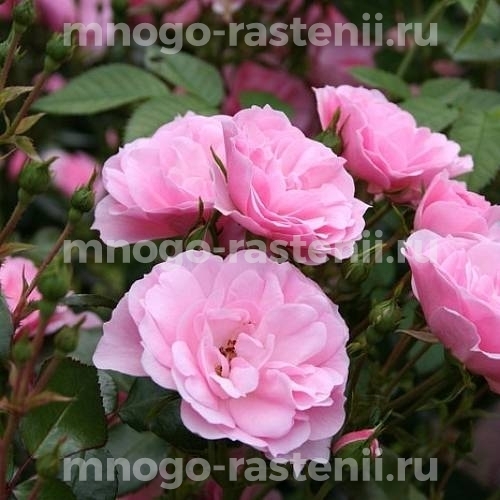 Роза штамбовая Боника (Rosa Bonica)