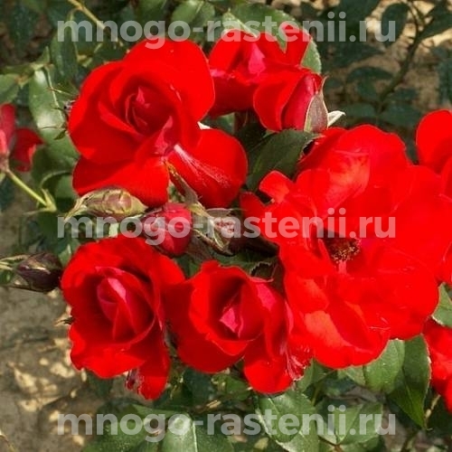 Роза штамбовая Сатчмо (Rosa Satchmo)