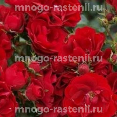 Роза штамбовая Сатчмо (Rosa Satchmo)