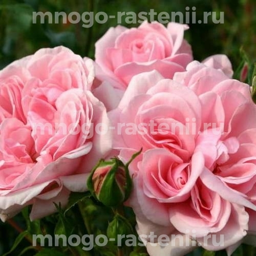 Роза штамбовая Хоум энд Гарден (Rosa Home & Garden)