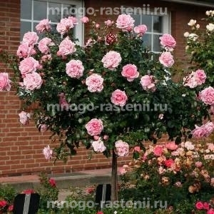 Роза штамбовая Хоум энд Гарден (Rosa Home & Garden)
