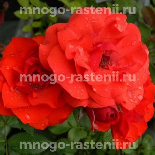 Роза почвопокровная Бассино