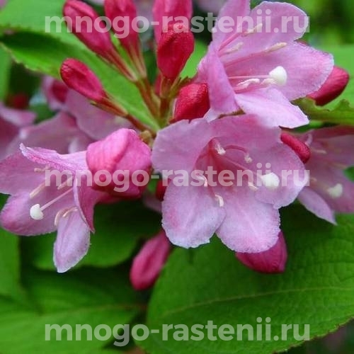 Саженцы Вейгелы цветущей Плангери (Weigela Plangeri)