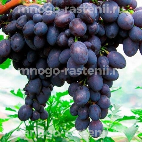 Саженцы виноград Космос