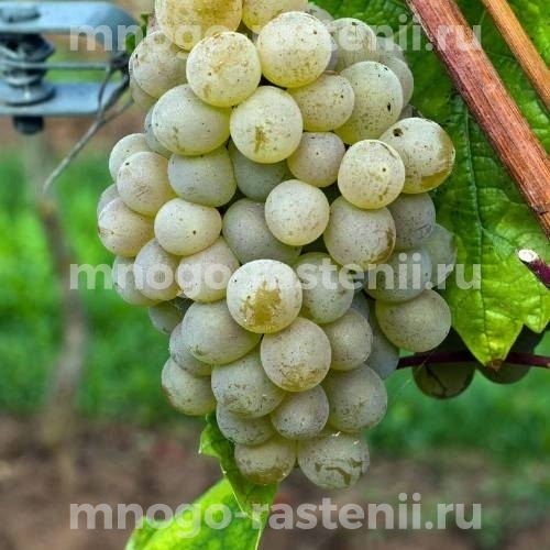 Виноград Кристалл