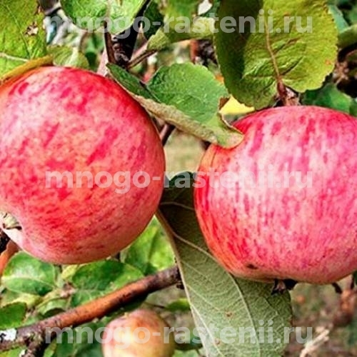Яблоня Анис полосатый