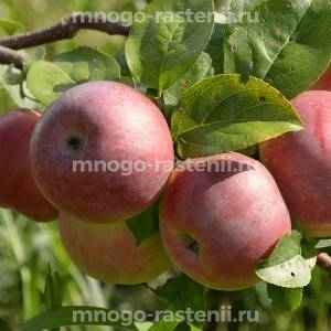 Яблоня Белорусское Сладкое