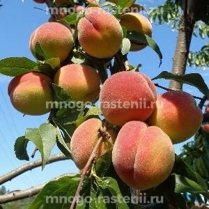 Саженцы персиков и крупномеры купить в Москве из питомника в Подмосковье