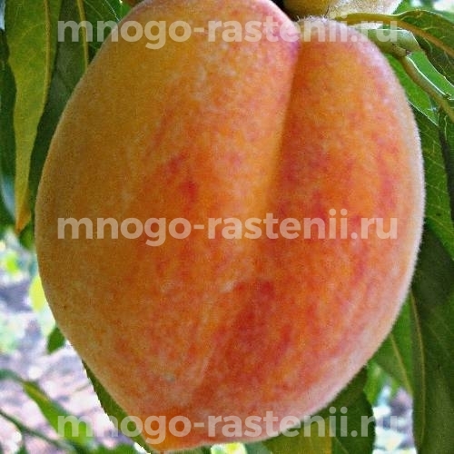 Персик обыкновенный Инка