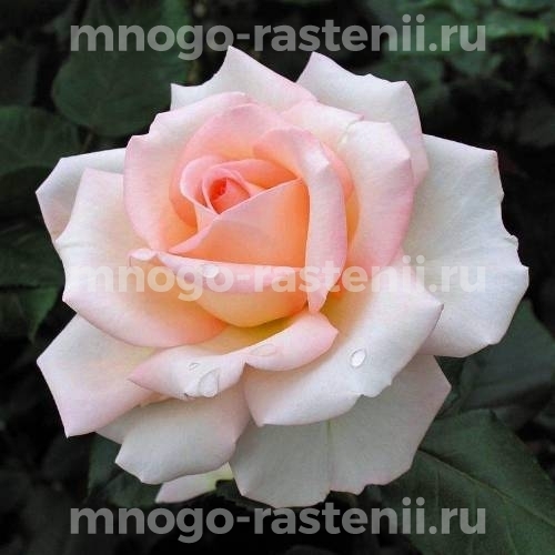 Роза Рут