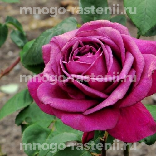 Роза Биг перпл (Big purple)