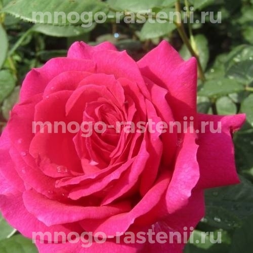 Роза Биг перпл (Big purple)