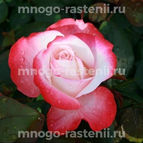 Роза Ностальжи