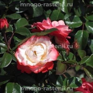 Роза Ностальжи