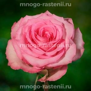 Роза Свит Юник