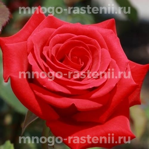 Роза Ред Микадо
