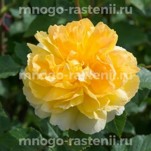 Роза Мулинекс