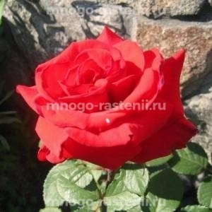 Роза Ред Берлин (Rosa Red Berlin)