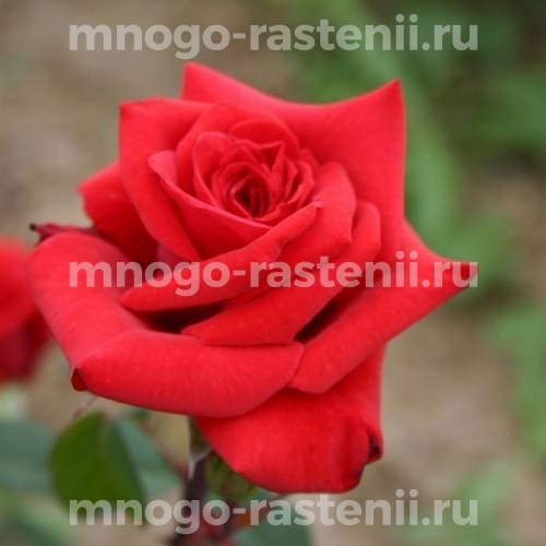 Саженцы Розы Ред Берлин (Rosa Red Berlin)