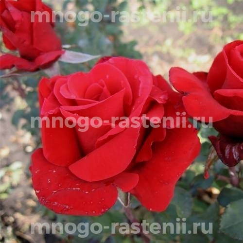 Саженцы Розы Ред Берлин (Rosa Red Berlin)