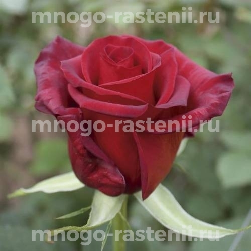 Саженцы Розы Ред Париж (Rosa Red Paris)