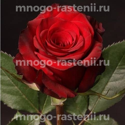 Саженцы Розы Ред Париж (Rosa Red Paris)