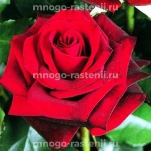 Роза Роял Баккара (Rosa Royal Baccara)