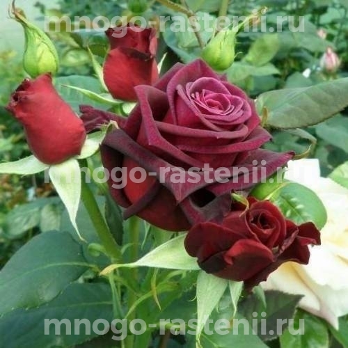 Саженцы Розы Роял Баккара (Rosa Royal Baccara)