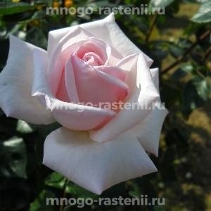 Роза Роял Хагнесс (Rosa Royal Harkness)