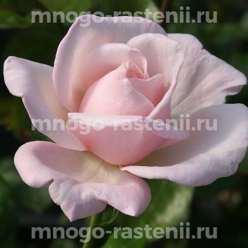 Саженцы Розы Роял Хагнесс (Rosa Royal Harkness)