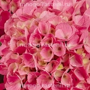 Гортензия крупнолистная Стиль Пинк (Hydrangea macrophylla Style Pink)