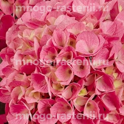 Гортензия крупнолистная Стиль Пинк (Hydrangea macrophylla Style Pink)