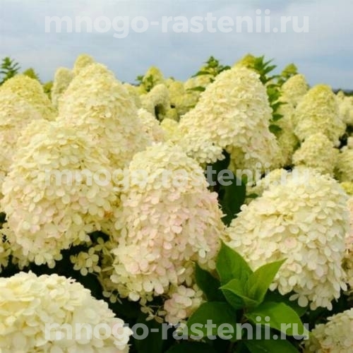 Гортензия метельчатая Шугар Раш (Hydrangea paniculata Sugar Rush)