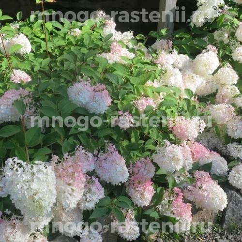 Гортензия метельчатая Тач оф Пинк (Hydrangea paniculata Touch of Pink)