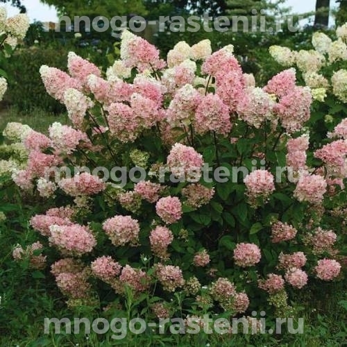Гортензия метельчатая Тач оф Пинк (Hydrangea paniculata Touch of Pink)