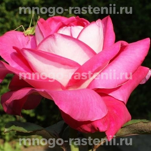 Роза штамбовая Акапелла (Rosa Acapella)